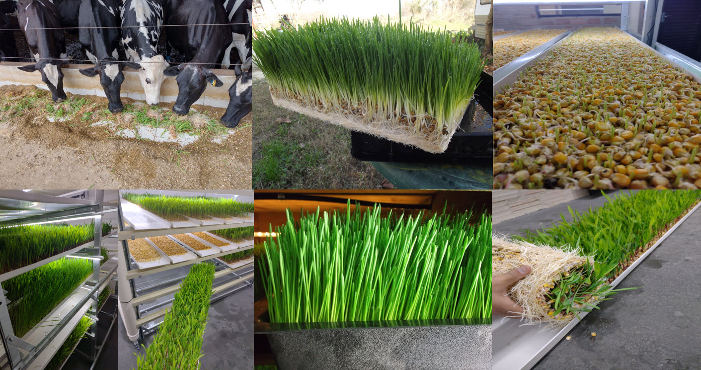 Composite fodder photo