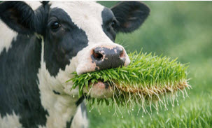 Cows feeding on hydroponic fodder