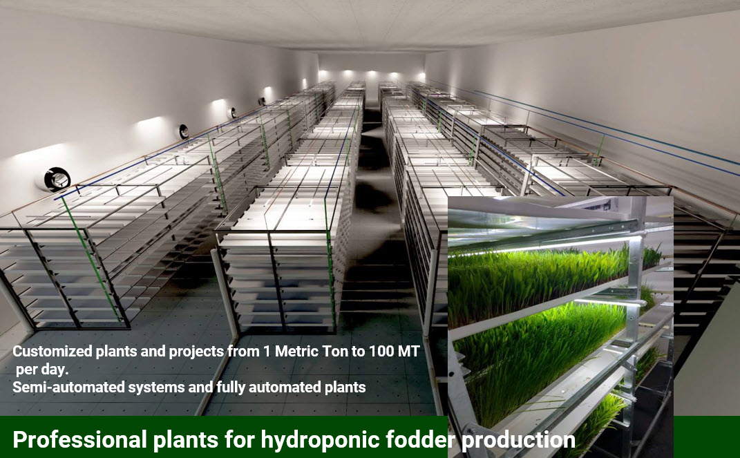 Professional plant racks for hydroponic fodder production