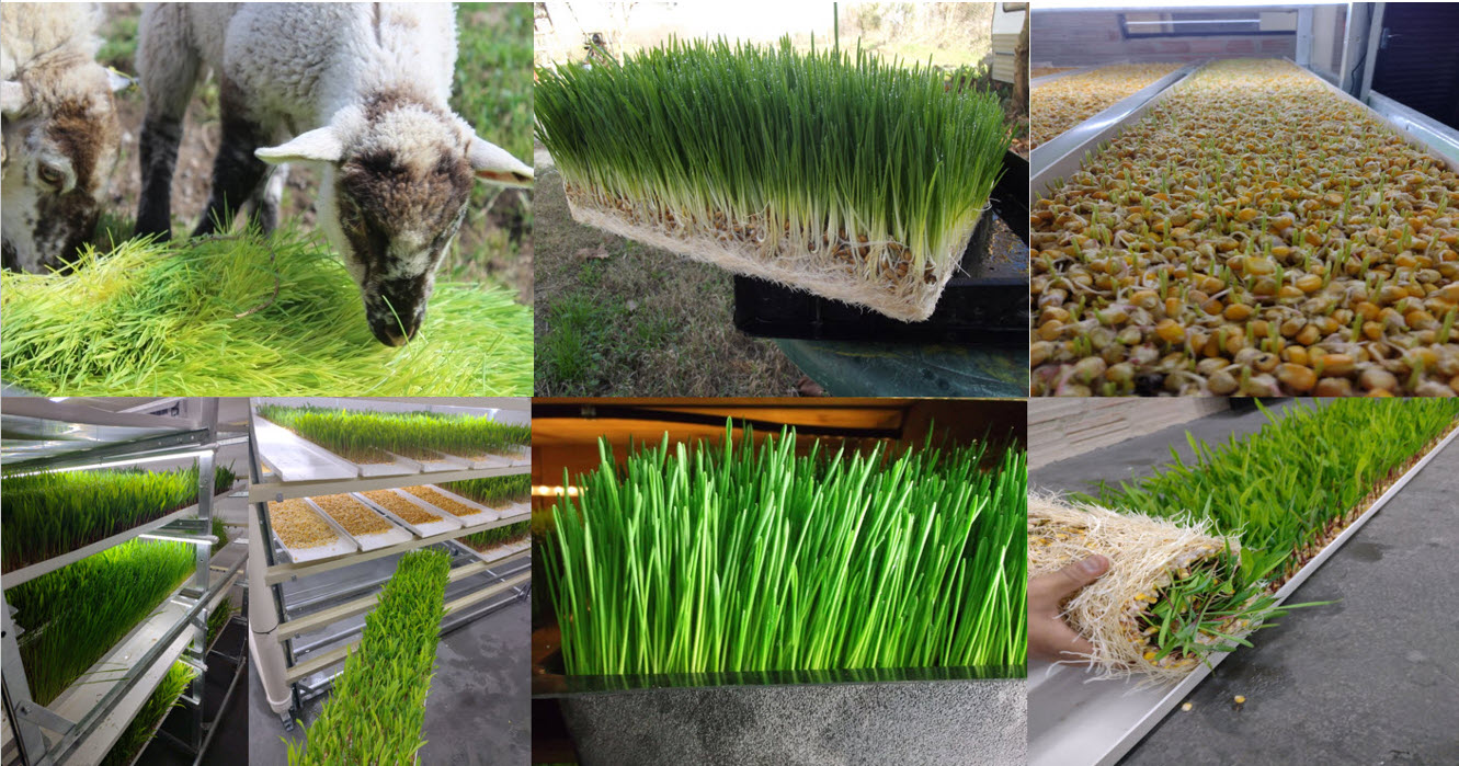 Hydroponic sheep fodder growing process collage